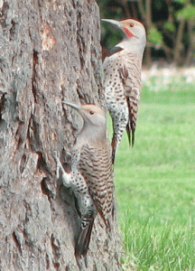 A male and female flicker hunting bugs one a Douglas fir. (A Wickipedia Commons image by David Margrave.)