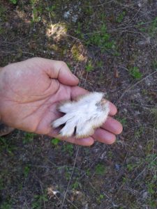 snowshoe hare foot